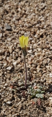 Anisocoma acaulis