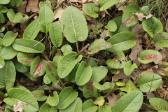 Microbotryum pustulatum