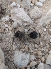 Dasymutilla melancholica