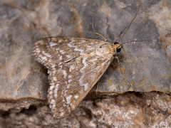 Evergestis frumentalis