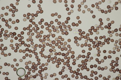 Microbotryum pustulatum