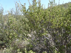 Ceanothus perplexans