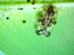 Corythucha associata