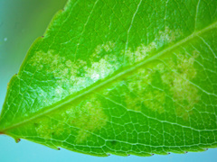 Corythucha associata