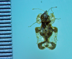 Corythucha associata