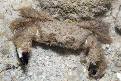 Pilumnus vespertilio