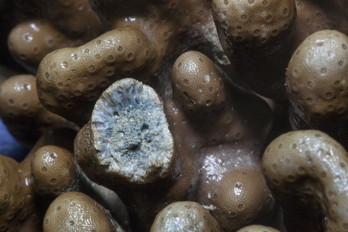 Photo of Blue coral (Heliopora coerulea)