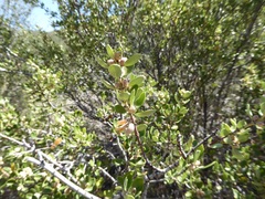 Ceanothus perplexans