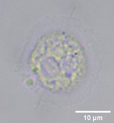 Cochliopodiidae