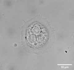 Cochliopodiidae