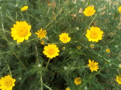 Anacyclus radiatus