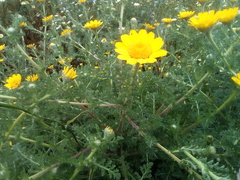 Anacyclus radiatus