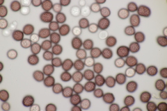 Microbotryum pustulatum