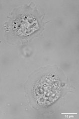 Cochliopodiidae