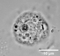 Cochliopodiidae