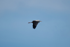 Ardea cinerea