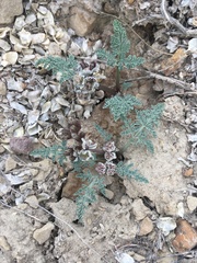 Vesper constancei