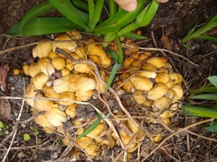 Coprinellus