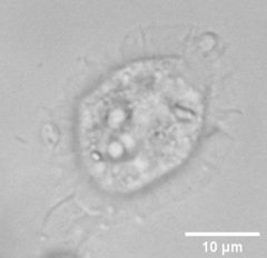 Cochliopodiidae