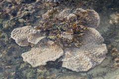 Duncanopsammia peltata