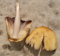 Coprinellus