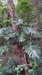 Philodendreae