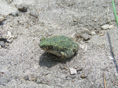 Anaxyrus debilis