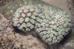 Galaxea fascicularis