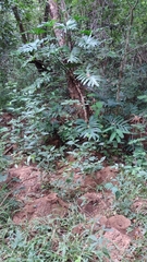 Philodendreae