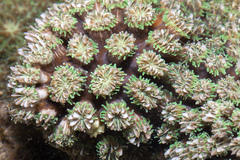 Galaxea fascicularis