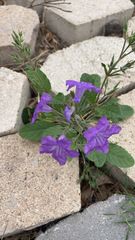 Ruellia nudiflora