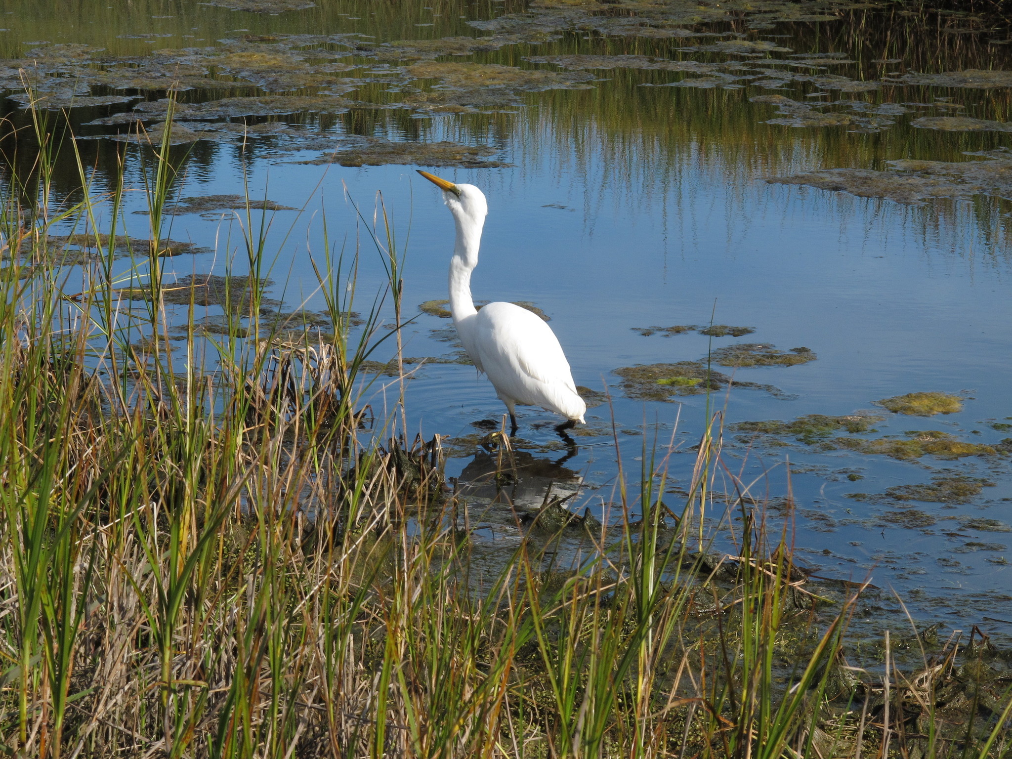 Great Egret