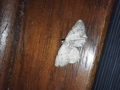 Rhoptria dolosaria