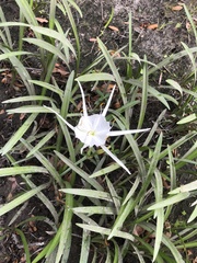 Hymenocallis liriosme