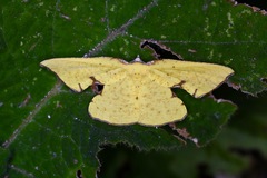 Corymica spatiosa