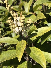 Pieris floribunda