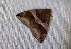 Bastilla arcuata