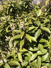 Pieris floribunda