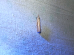 Agriphila selasella