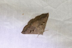 Blasticorhinus rivulosa