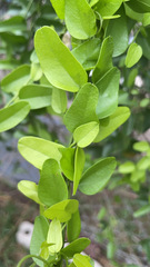 Cocculus diversifolius