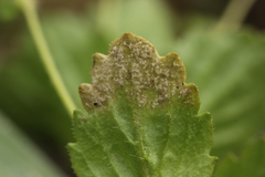 Peronospora agrestis