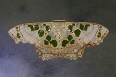 Scopula vicina