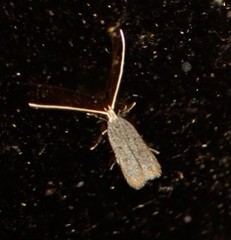 Lecithocera imprudens