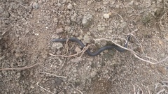 Atractus