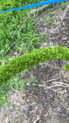 Asparagus densiflorus
