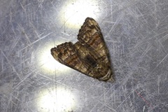Chlumetia transversa