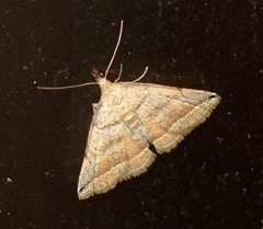 Lysimelia lenis