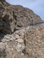 Thinopyrum elongatum