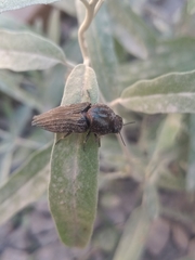 Ocypetes crassicollis